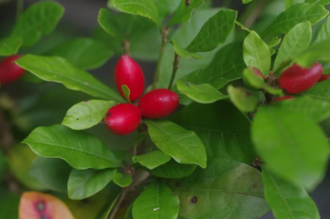 真正爱吃水果的人，能为榴莲花掉50万