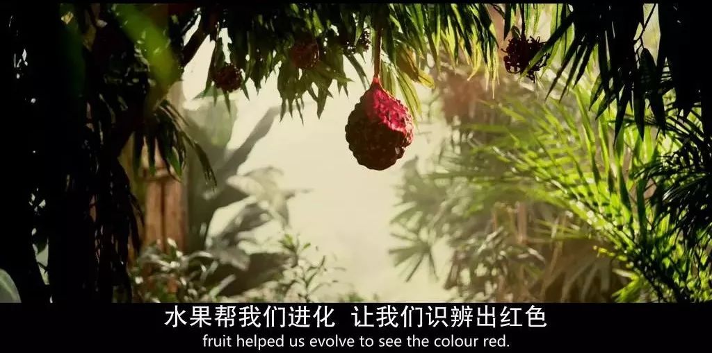 真正爱吃水果的人，能为榴莲花掉50万