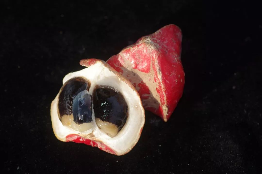 真正爱吃水果的人，能为榴莲花掉50万