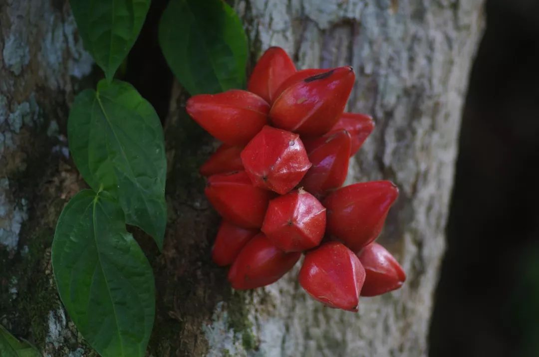 真正爱吃水果的人，能为榴莲花掉50万