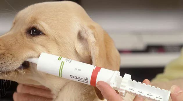 狗狗感冒了可以吃成人感冒药吗,刚出生5天的狗狗感冒了怎么办