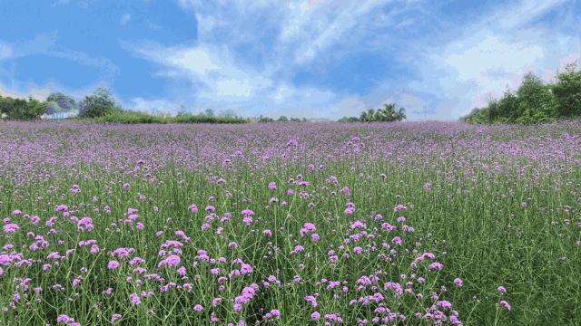 柳州赏花一日游最佳去处,赏花一日游最佳去处柳州