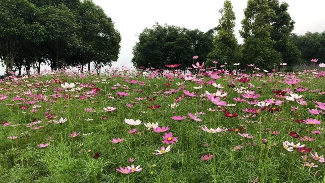 柳州赏花一日游最佳去处,赏花一日游最佳去处柳州