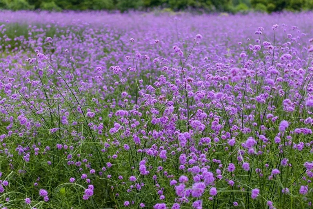 柳州赏花一日游最佳去处,赏花一日游最佳去处柳州