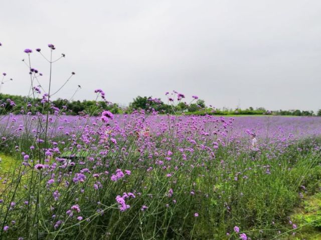 柳州赏花一日游最佳去处,赏花一日游最佳去处柳州