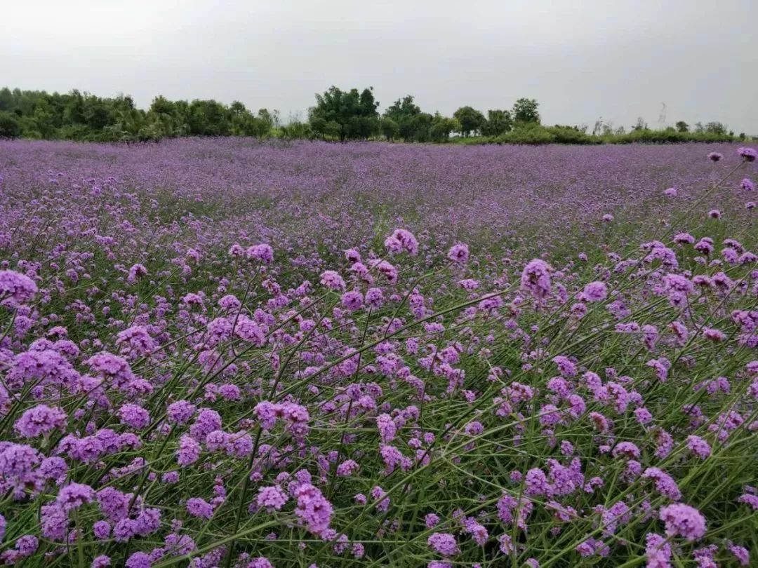 柳州赏花一日游最佳去处,赏花一日游最佳去处柳州