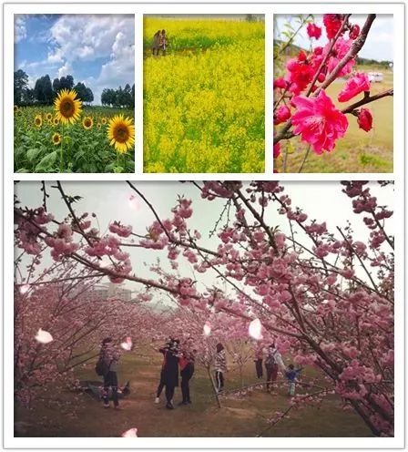 柳州赏花一日游最佳去处,赏花一日游最佳去处柳州