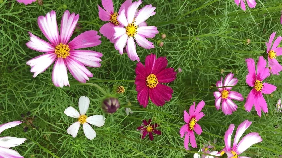 柳州赏花一日游最佳去处,赏花一日游最佳去处柳州