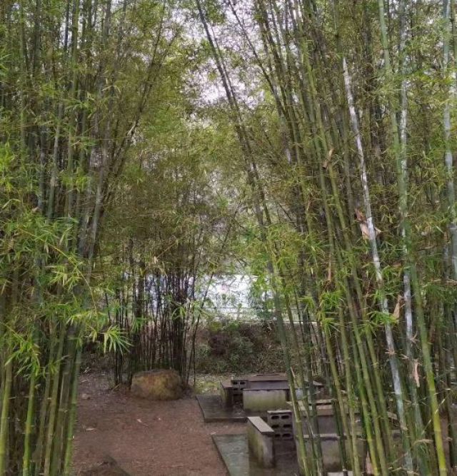 柳州赏花一日游最佳去处,赏花一日游最佳去处柳州