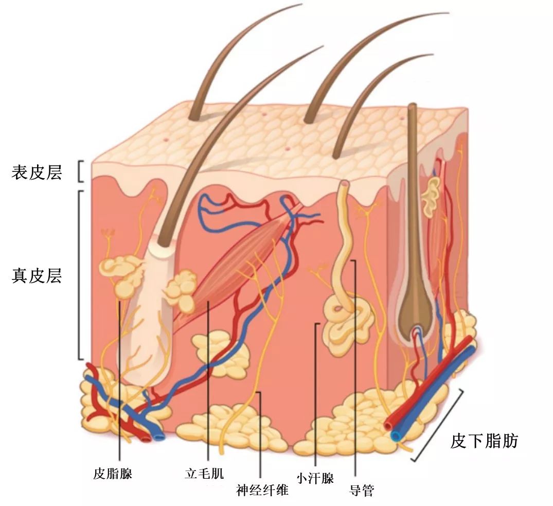毛孔粗大到能插秧4招教你缩回去,脸上毛孔粗大跟插秧一样