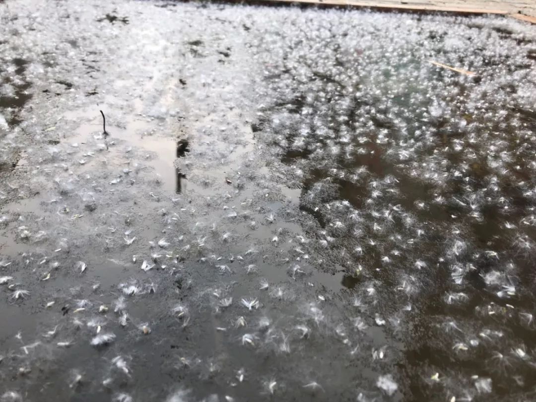 狂降13℃+雨，马上到！