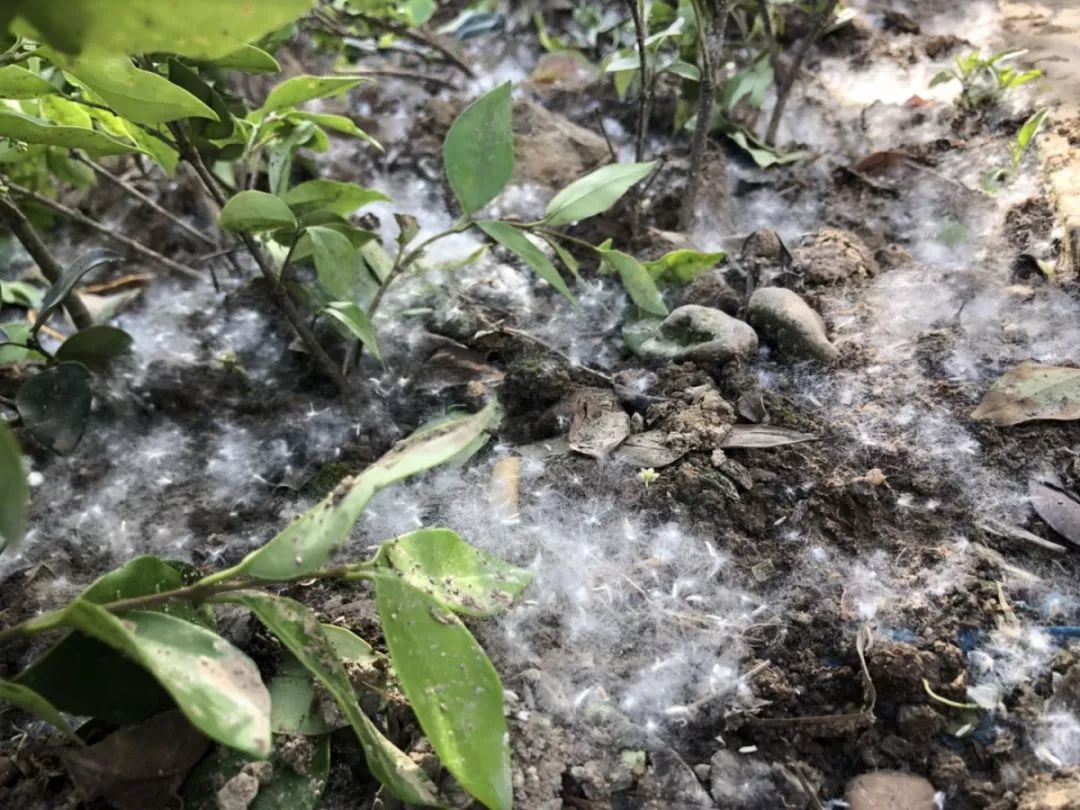 狂降13℃+雨，马上到！