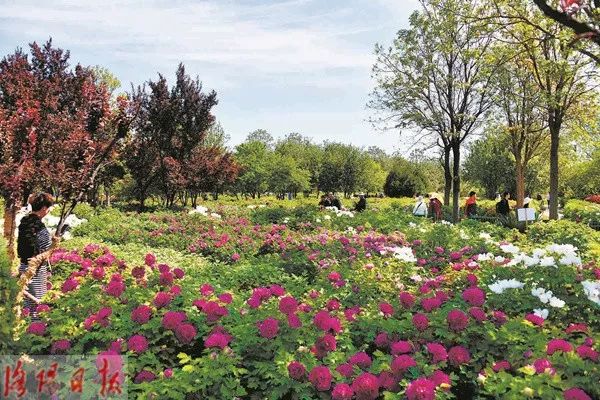 惊艳!300000朵芍药花海美成仙境!洛阳这个地方,现在去刚刚好!