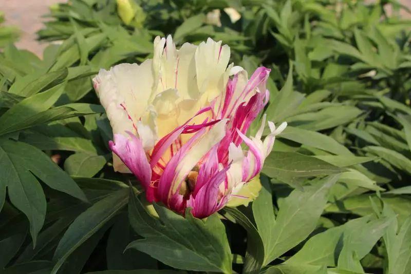 惊艳!300000朵芍药花海美成仙境!洛阳这个地方,现在去刚刚好!