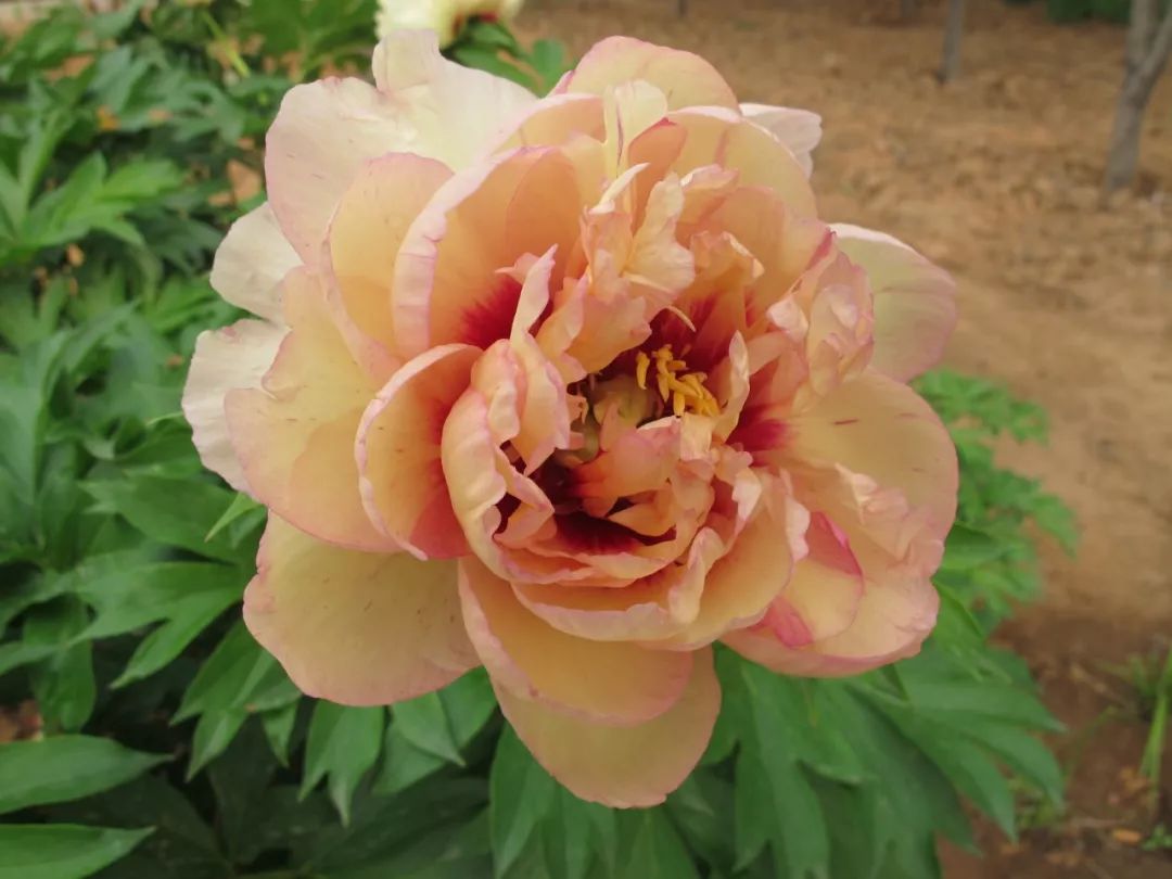 惊艳!300000朵芍药花海美成仙境!洛阳这个地方,现在去刚刚好!