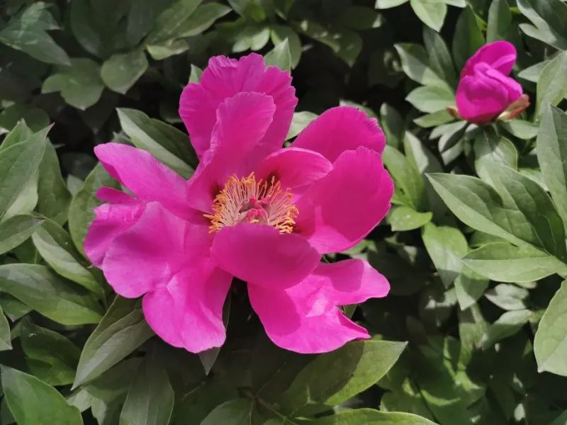 惊艳!300000朵芍药花海美成仙境!洛阳这个地方,现在去刚刚好!