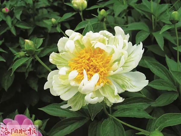 惊艳!300000朵芍药花海美成仙境!洛阳这个地方,现在去刚刚好!