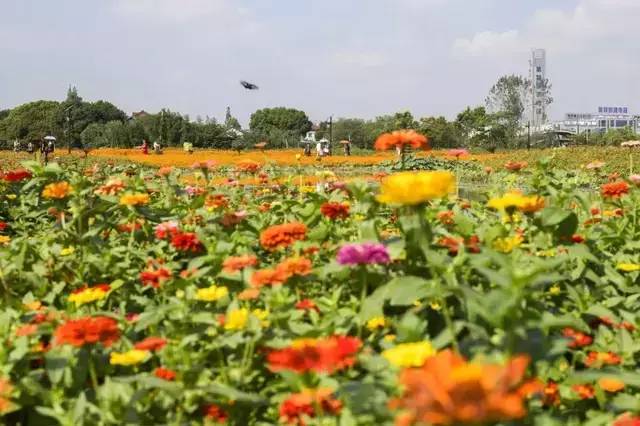 已爆满!刚刚湖州这个景区发出紧急通知,请前往周边游玩