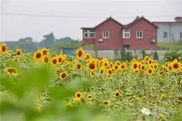 已爆满!刚刚湖州这个景区发出紧急通知,请前往周边游玩