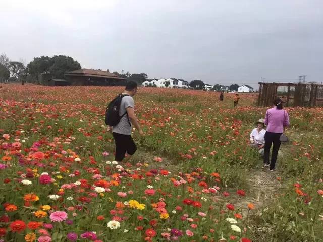 已爆满!刚刚湖州这个景区发出紧急通知,请前往周边游玩