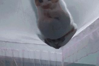 有了岛国的隐形蚊帐，再也不用半夜醒来给蚊子鼓掌了