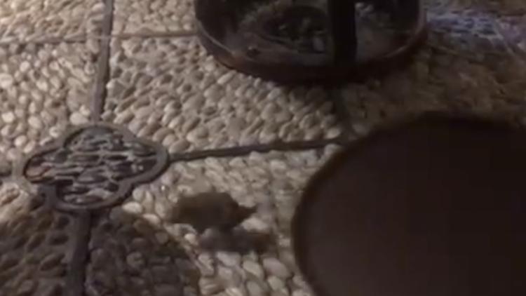 伊朗绿巨人有多强,伊朗绿巨人拳击比赛