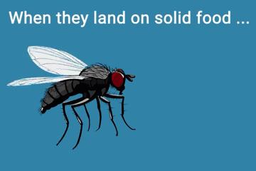 苍蝇落在食物上,小苍蝇飞过的食物还能吃吗