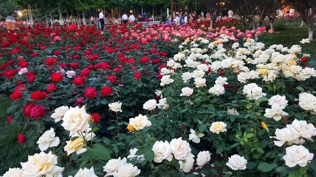 城事丨天津竟然有这么多免费公园可逛,趁假期最后一天赶紧去逛逛吧!