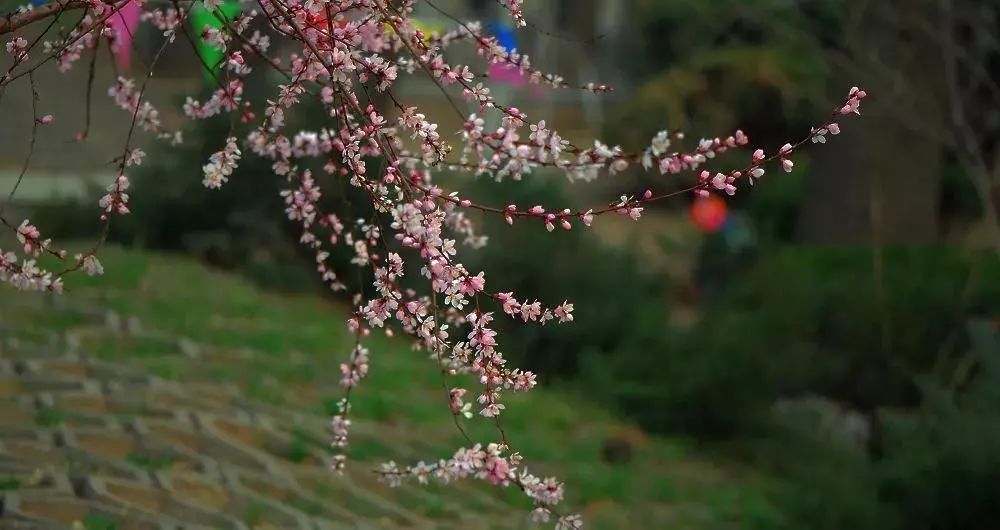 城事丨天津竟然有这么多免费公园可逛,趁假期最后一天赶紧去逛逛吧!