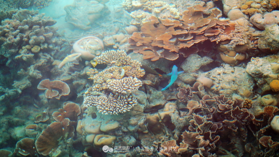 人间仙境马尔代夫旅游攻略,马尔代夫香格里拉岛