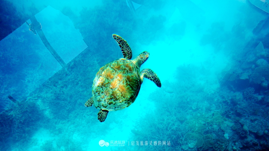 人间仙境马尔代夫旅游攻略,马尔代夫香格里拉岛