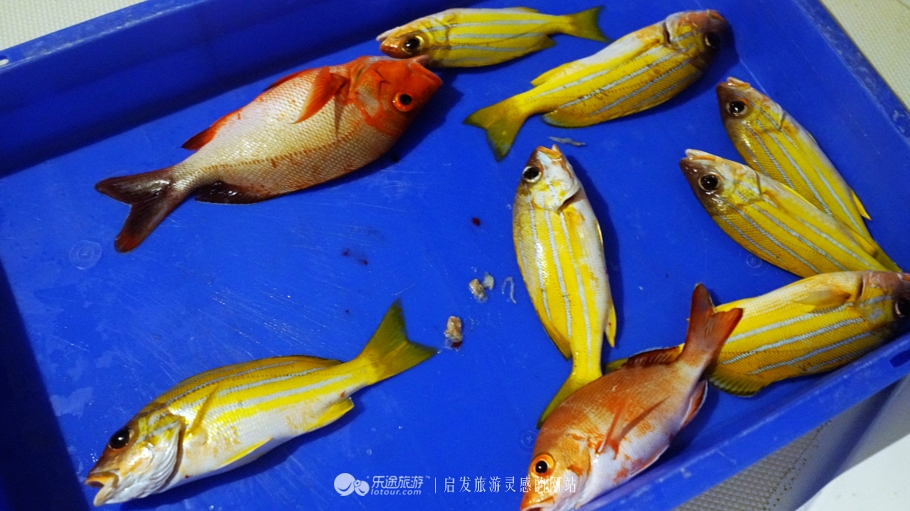 人间仙境马尔代夫旅游攻略,马尔代夫香格里拉岛