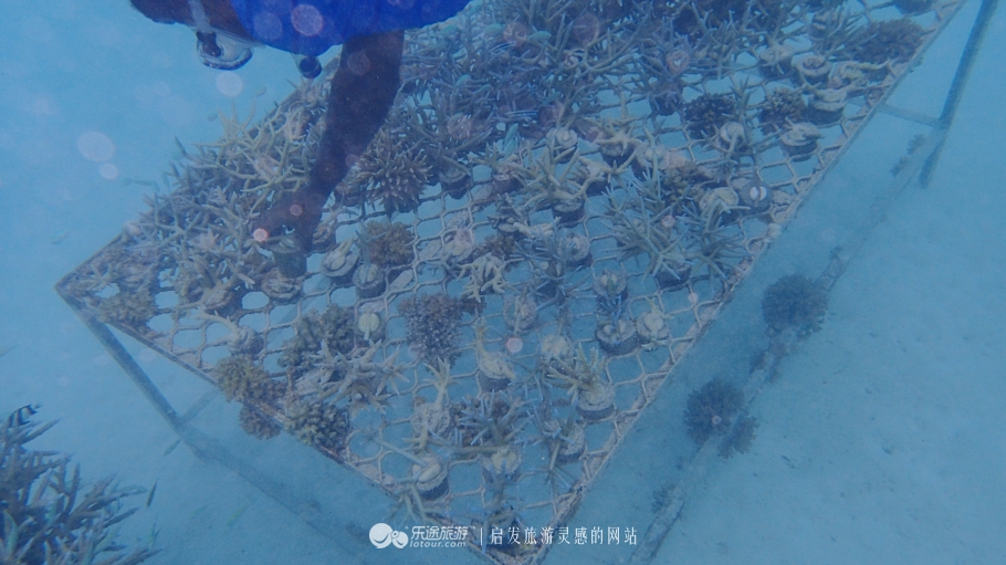 人间仙境马尔代夫旅游攻略,马尔代夫香格里拉岛