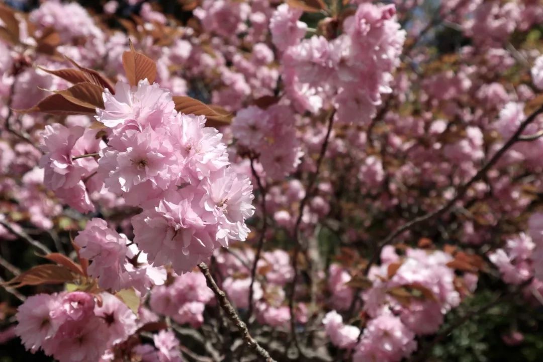 大阪6天5晚旅游攻略,大阪4天3日自由行