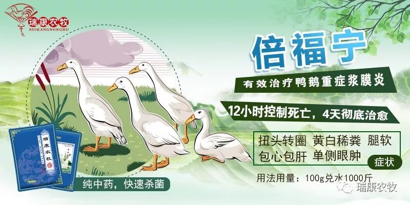 鹅呼吸道+腿软混感怎么治疗?(特效组合最有效)