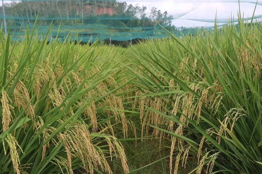 江苏100亩以上水稻每亩补贴多少钱,水稻补贴有哪些