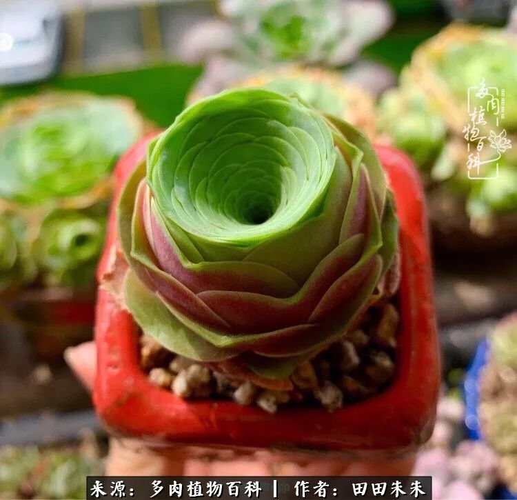 山地玫瑰爆侧芽要怎样养护,适合新手养的山地玫瑰