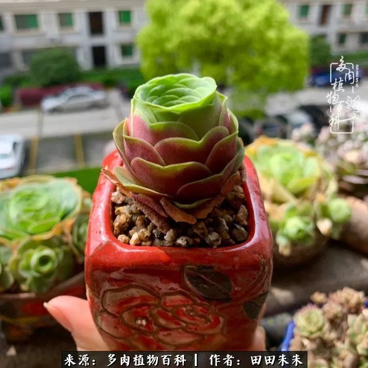 山地玫瑰爆侧芽要怎样养护,适合新手养的山地玫瑰