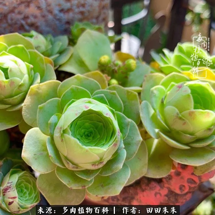 山地玫瑰爆侧芽要怎样养护,适合新手养的山地玫瑰