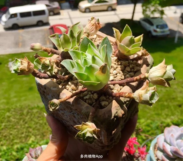 山地玫瑰爆侧芽要怎样养护,适合新手养的山地玫瑰