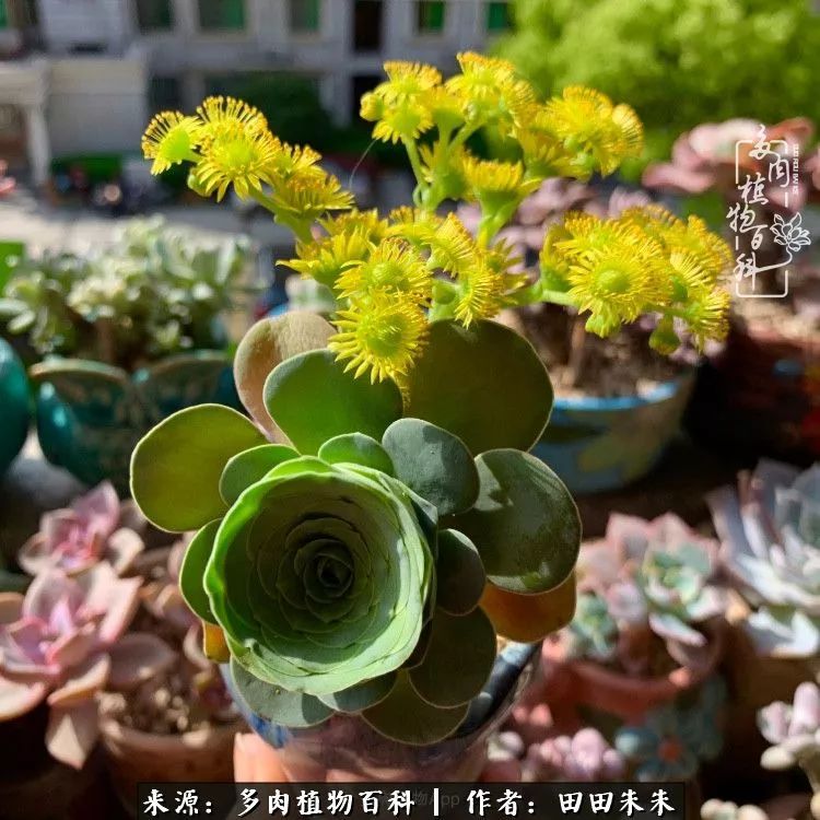 山地玫瑰爆侧芽要怎样养护,适合新手养的山地玫瑰