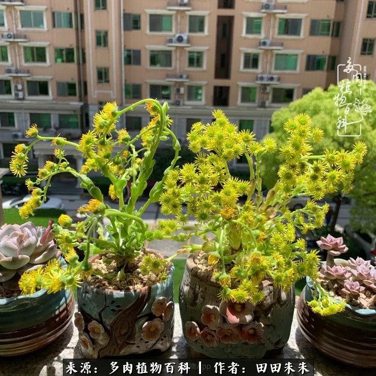 山地玫瑰爆侧芽要怎样养护,适合新手养的山地玫瑰