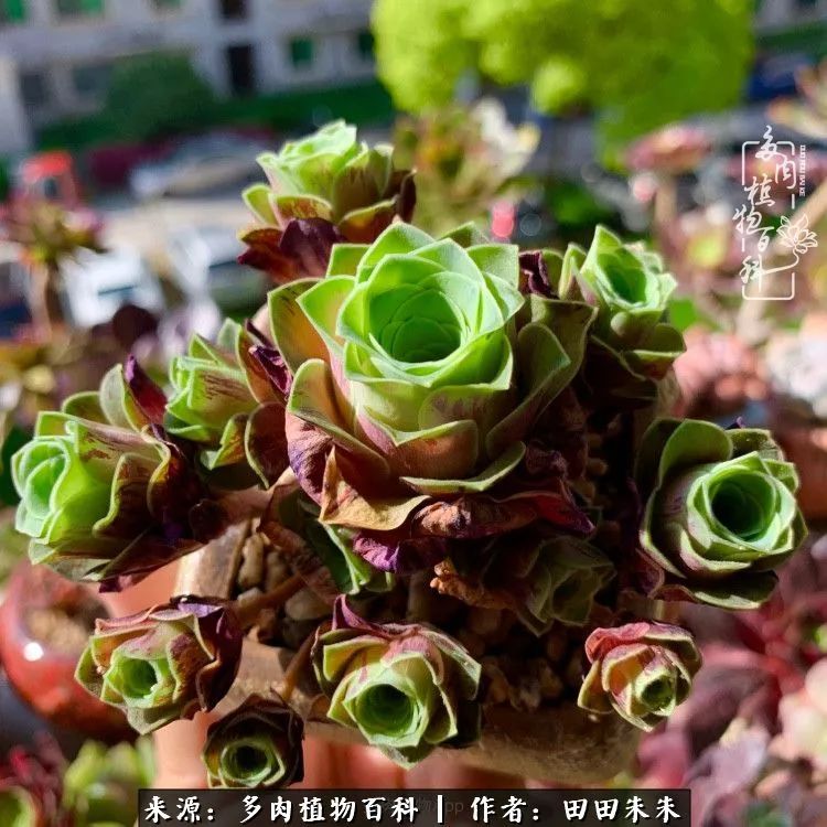 山地玫瑰爆侧芽要怎样养护,适合新手养的山地玫瑰