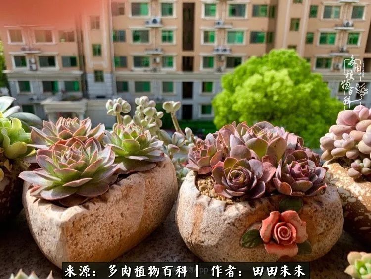 山地玫瑰爆侧芽要怎样养护,适合新手养的山地玫瑰