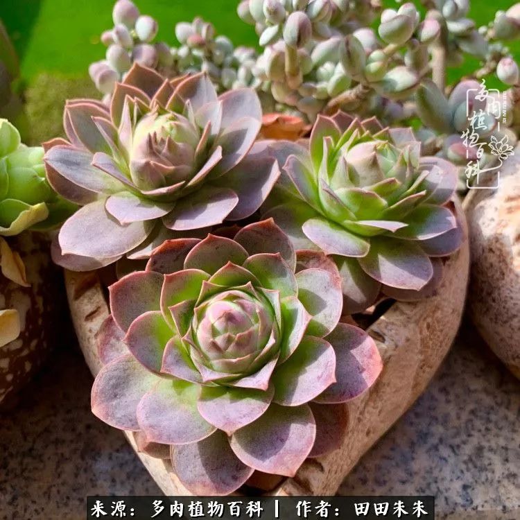 山地玫瑰爆侧芽要怎样养护,适合新手养的山地玫瑰