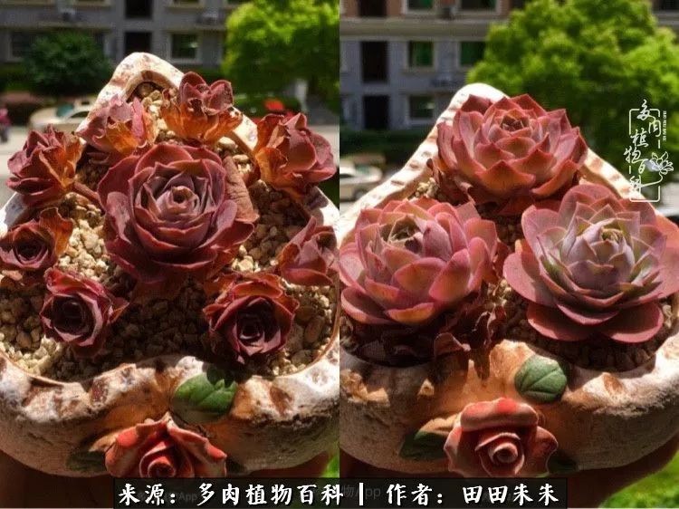 山地玫瑰爆侧芽要怎样养护,适合新手养的山地玫瑰