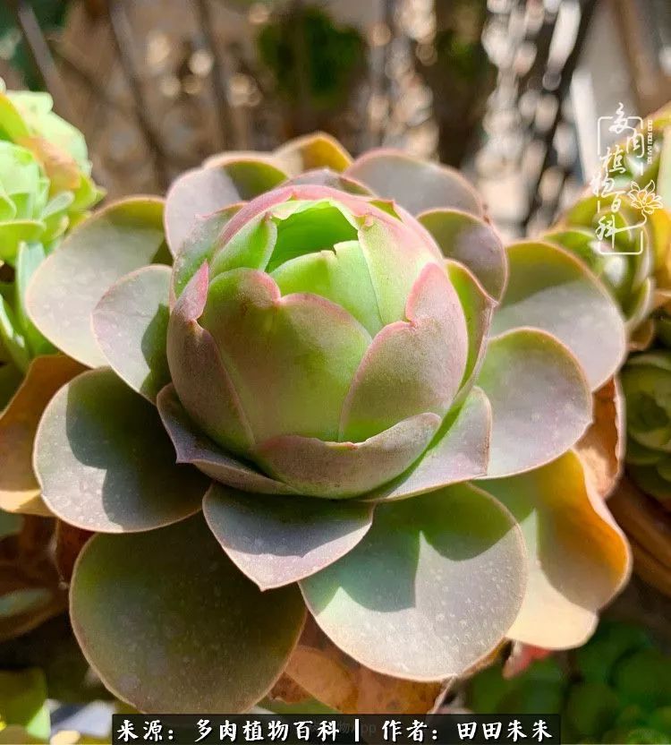 山地玫瑰爆侧芽要怎样养护,适合新手养的山地玫瑰