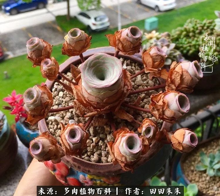 山地玫瑰爆侧芽要怎样养护,适合新手养的山地玫瑰