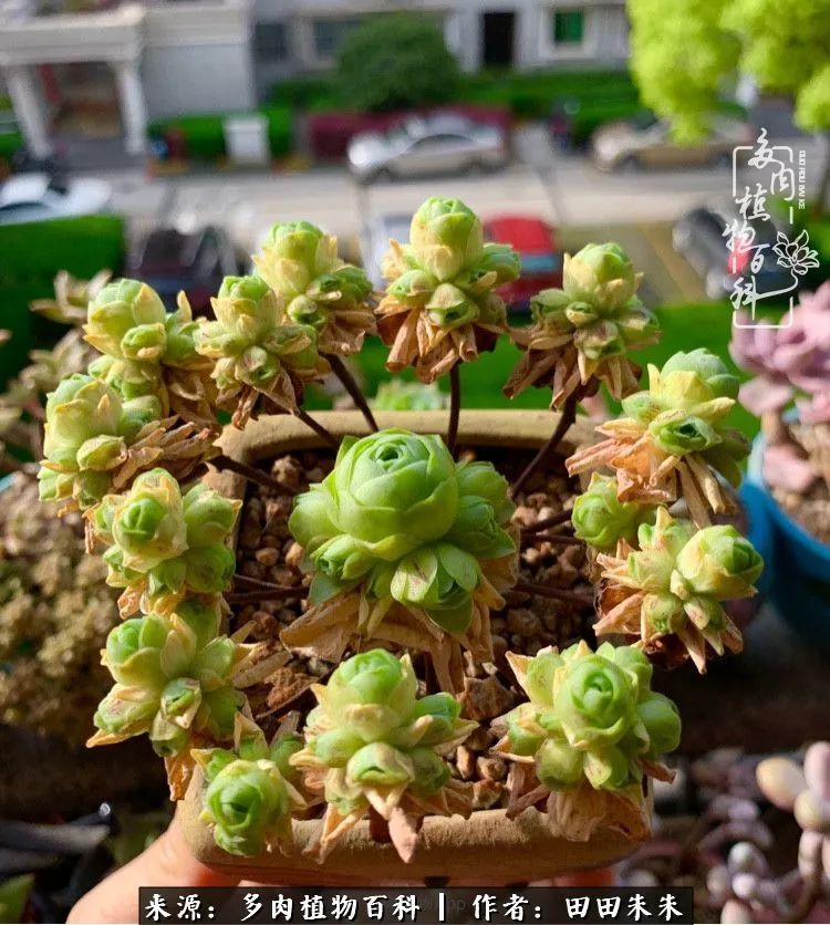 山地玫瑰爆侧芽要怎样养护,适合新手养的山地玫瑰