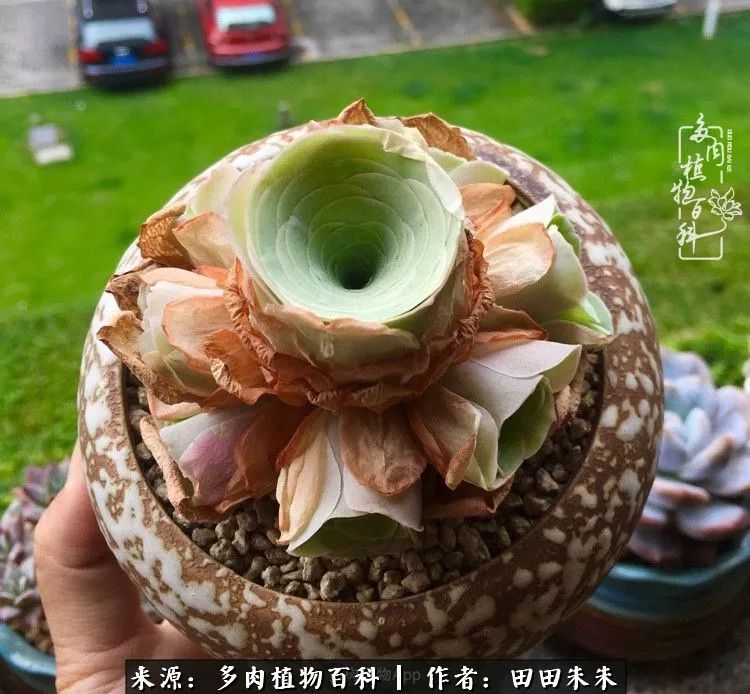 山地玫瑰爆侧芽要怎样养护,适合新手养的山地玫瑰